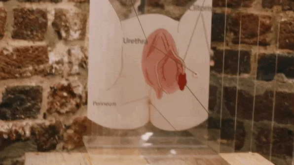 图上标着Urethra和Clitoris